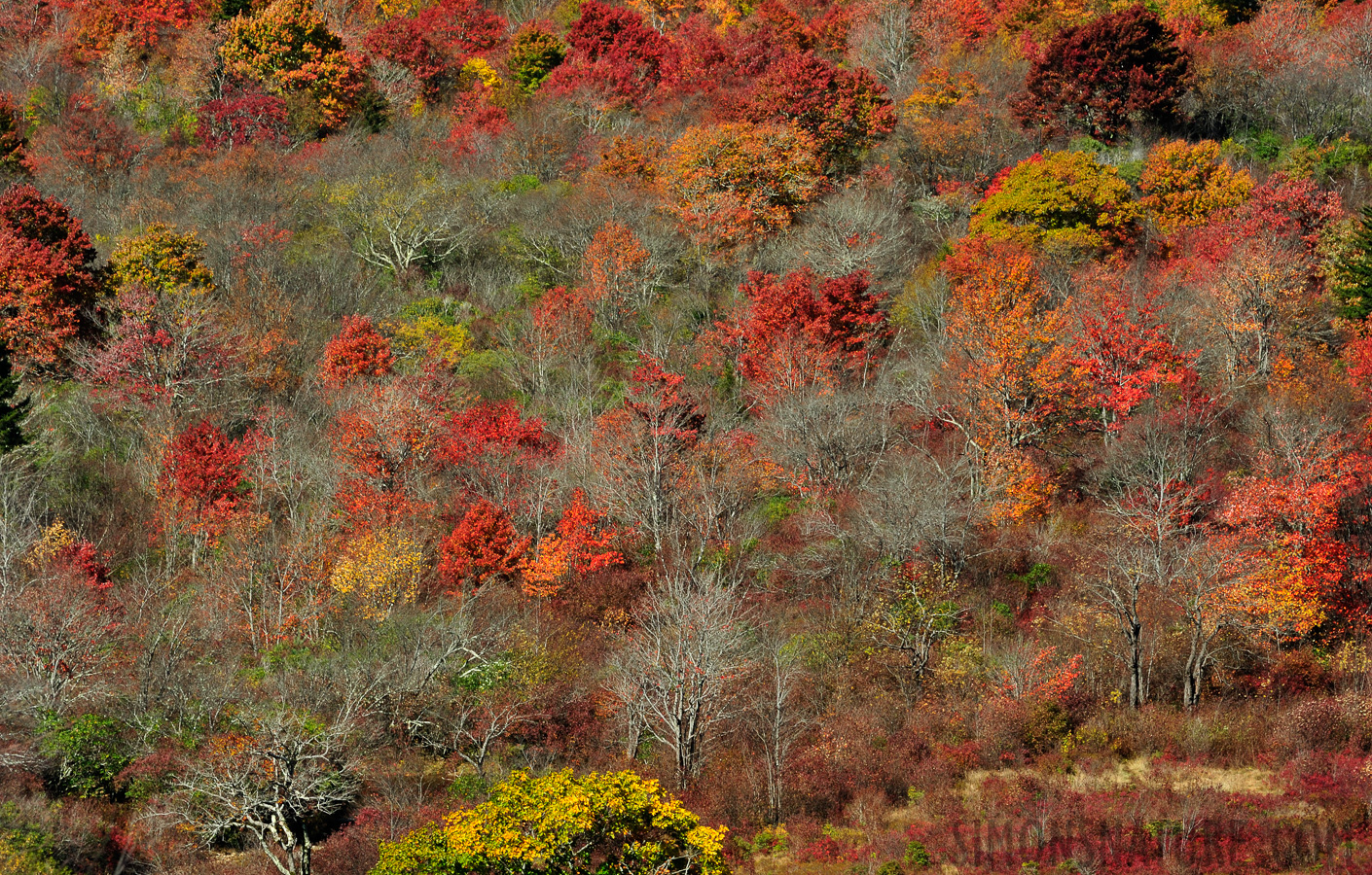 Blue Ridge Parkway [210 mm, 1/125 Sek. bei f / 10, ISO 400]